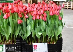 Tulipa Spryng ® (1)